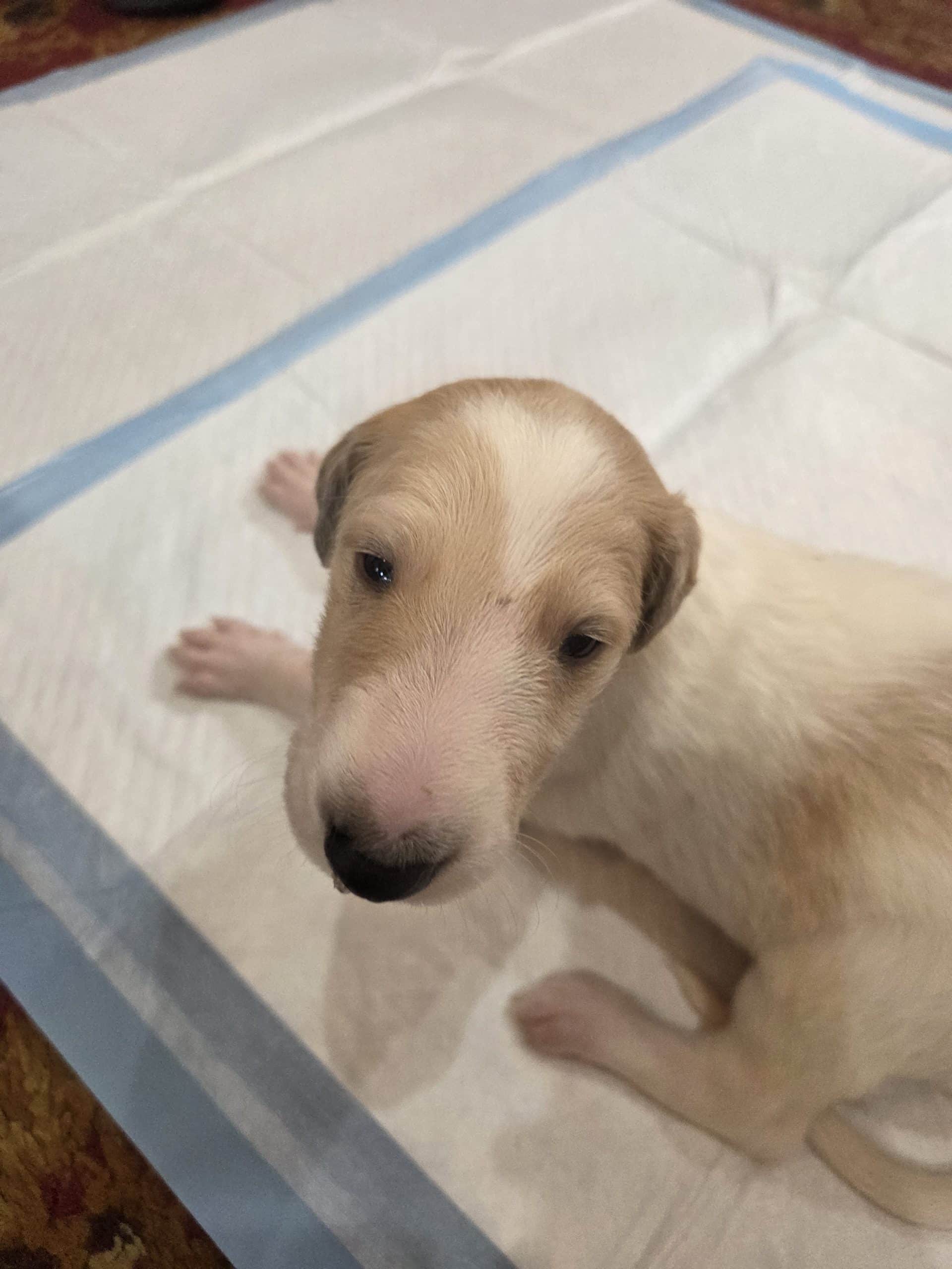 DeHavilland Borzoi puppies