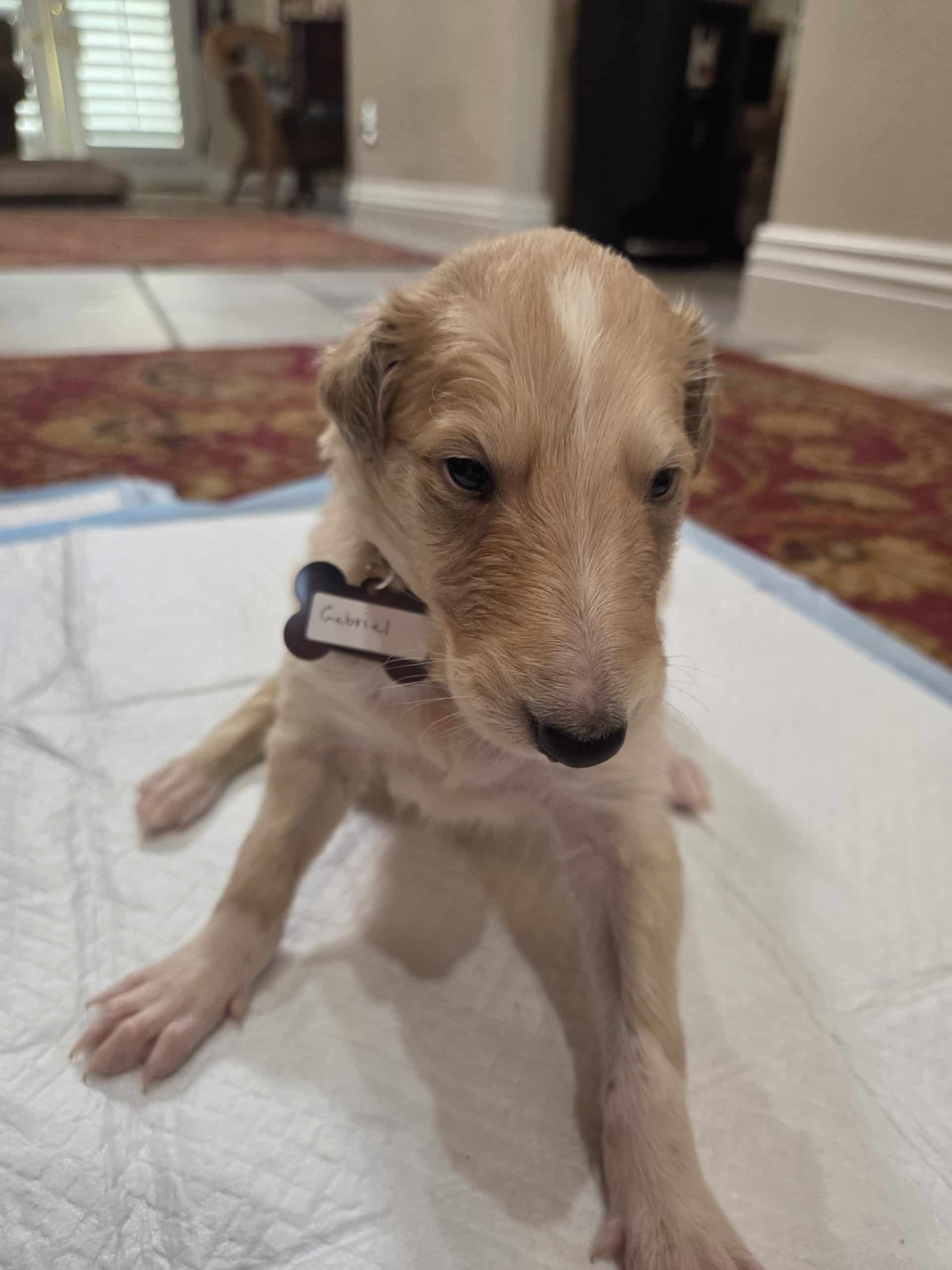 DeHavilland Borzoi puppies