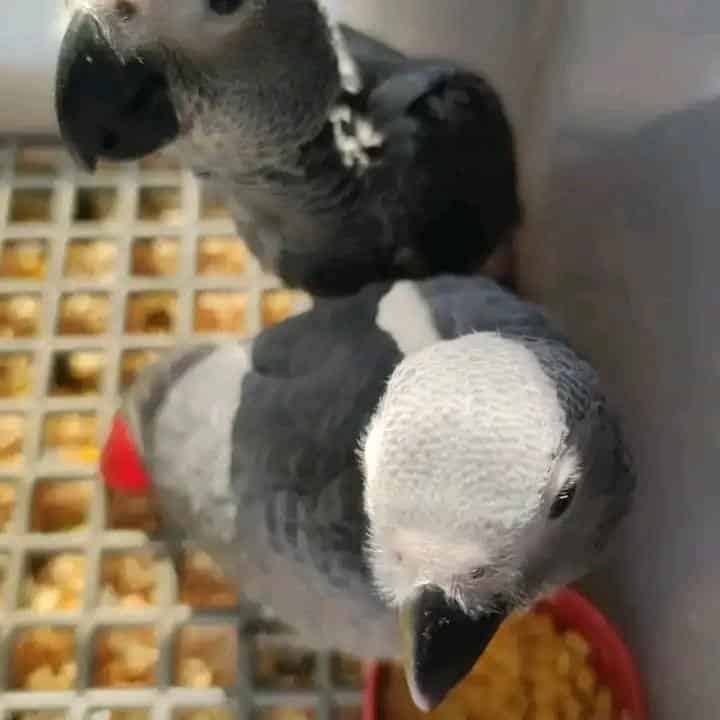 African Grey parrot bird