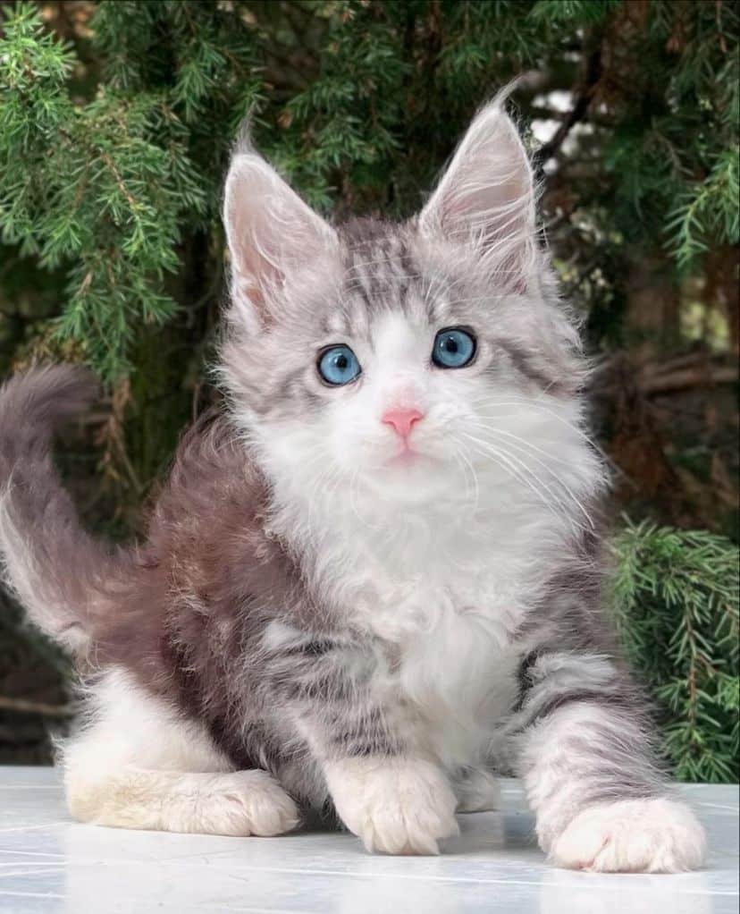 Maine Coon Kittens for Sale – Male & Female