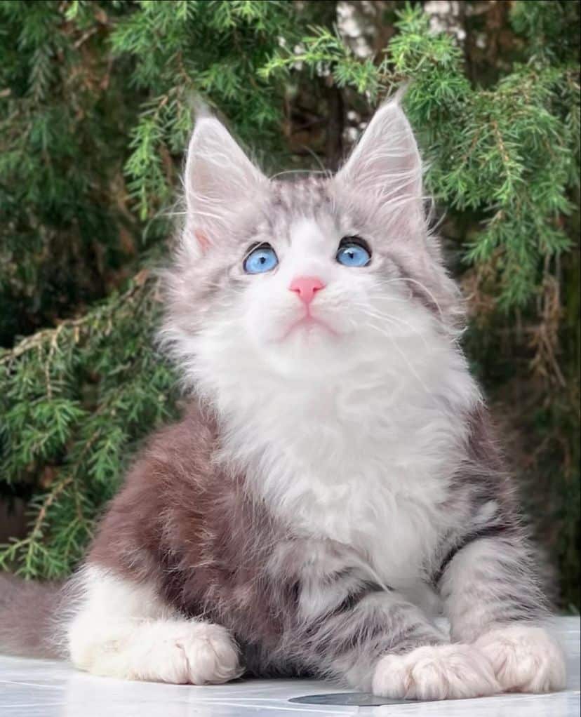 Maine Coon Kittens for Sale – Male & Female