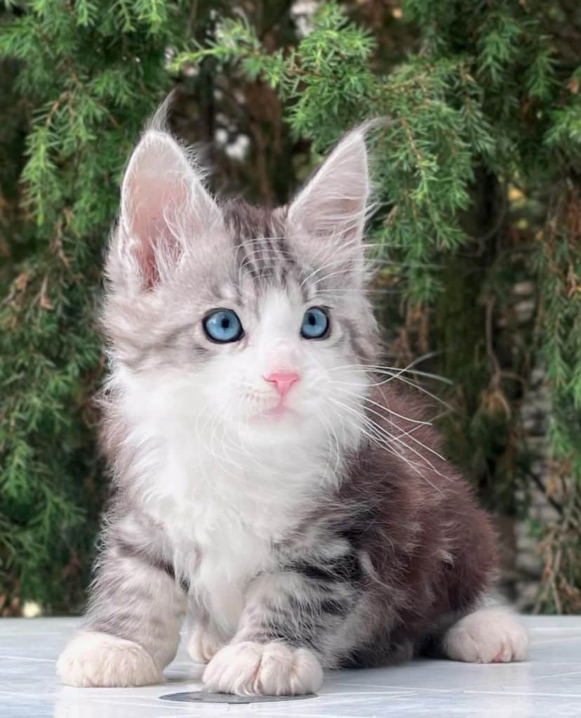 Maine Coon Kittens for Sale – Male & Female