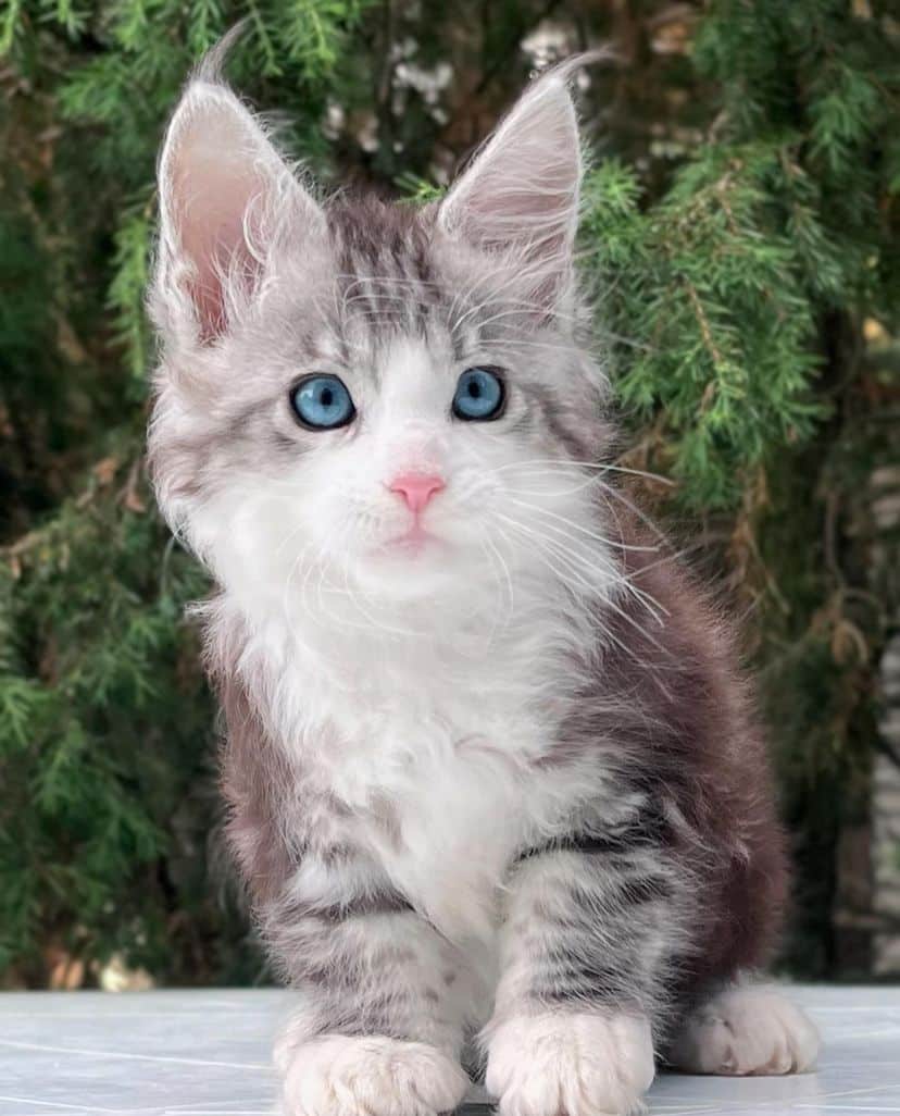 Maine Coon Kittens for Sale – Male & Female