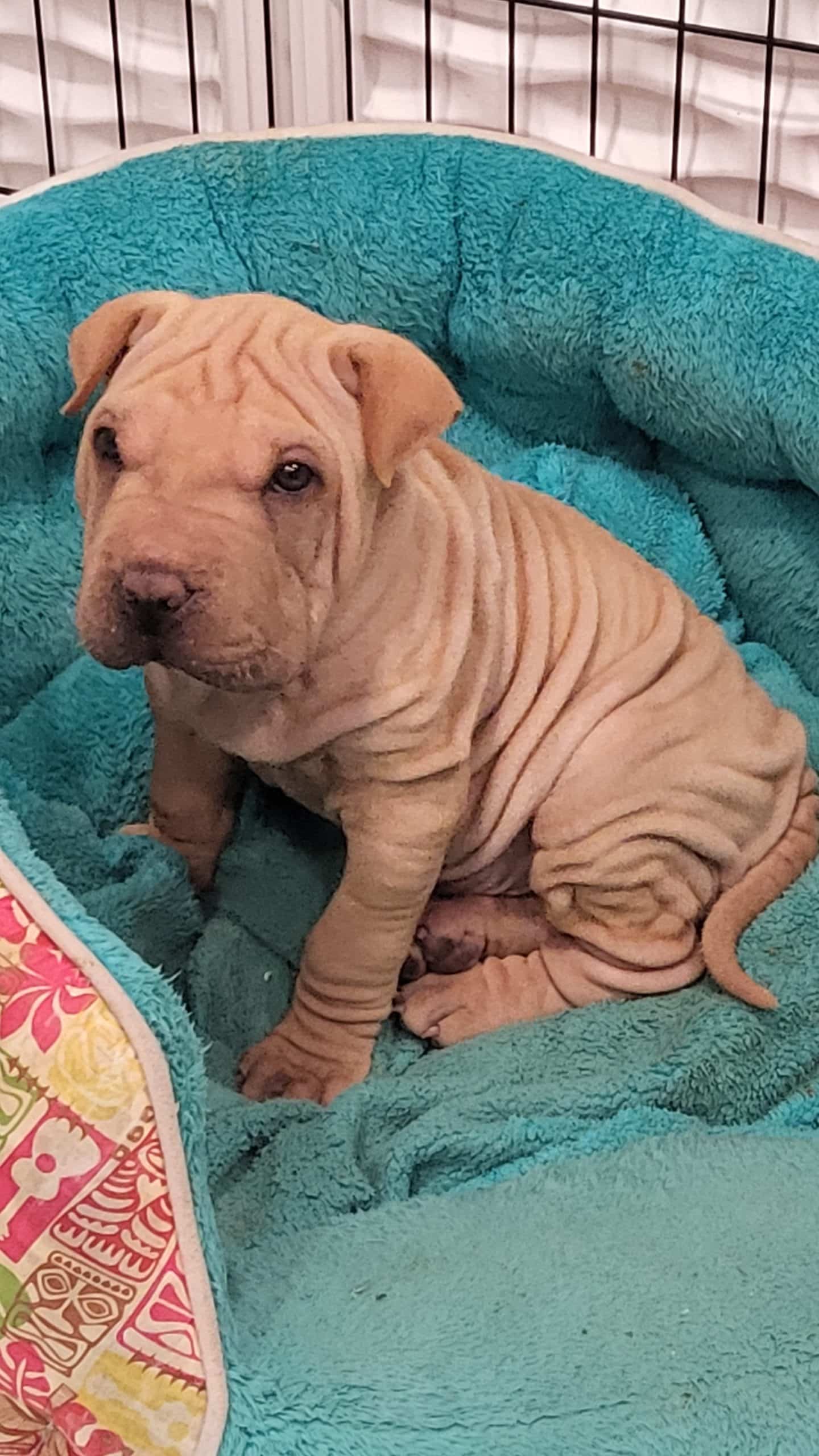 BEAUTIFUL MALE SHAR-PEI PUP READY TO GO