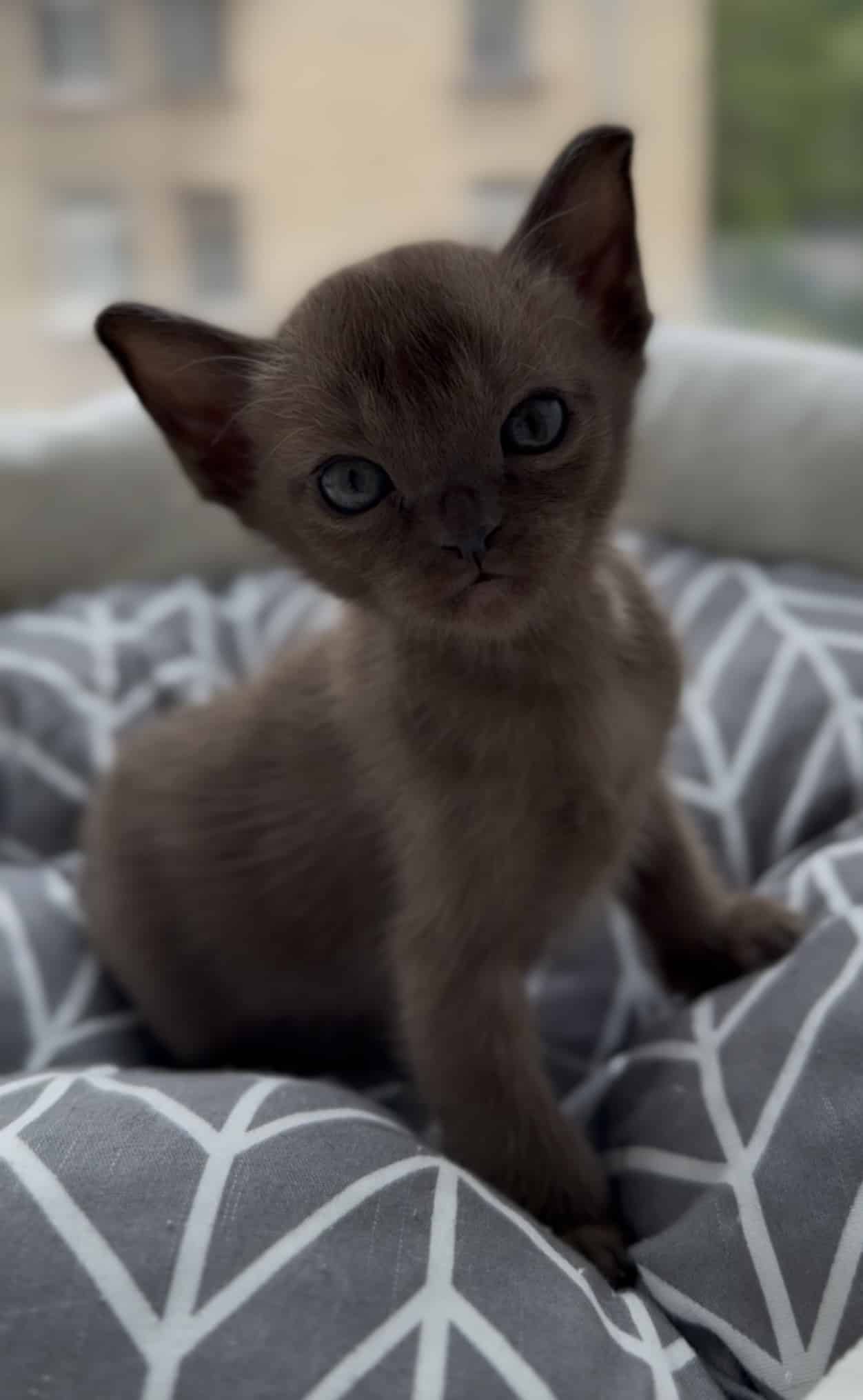 European Burmese kitten is brown in color