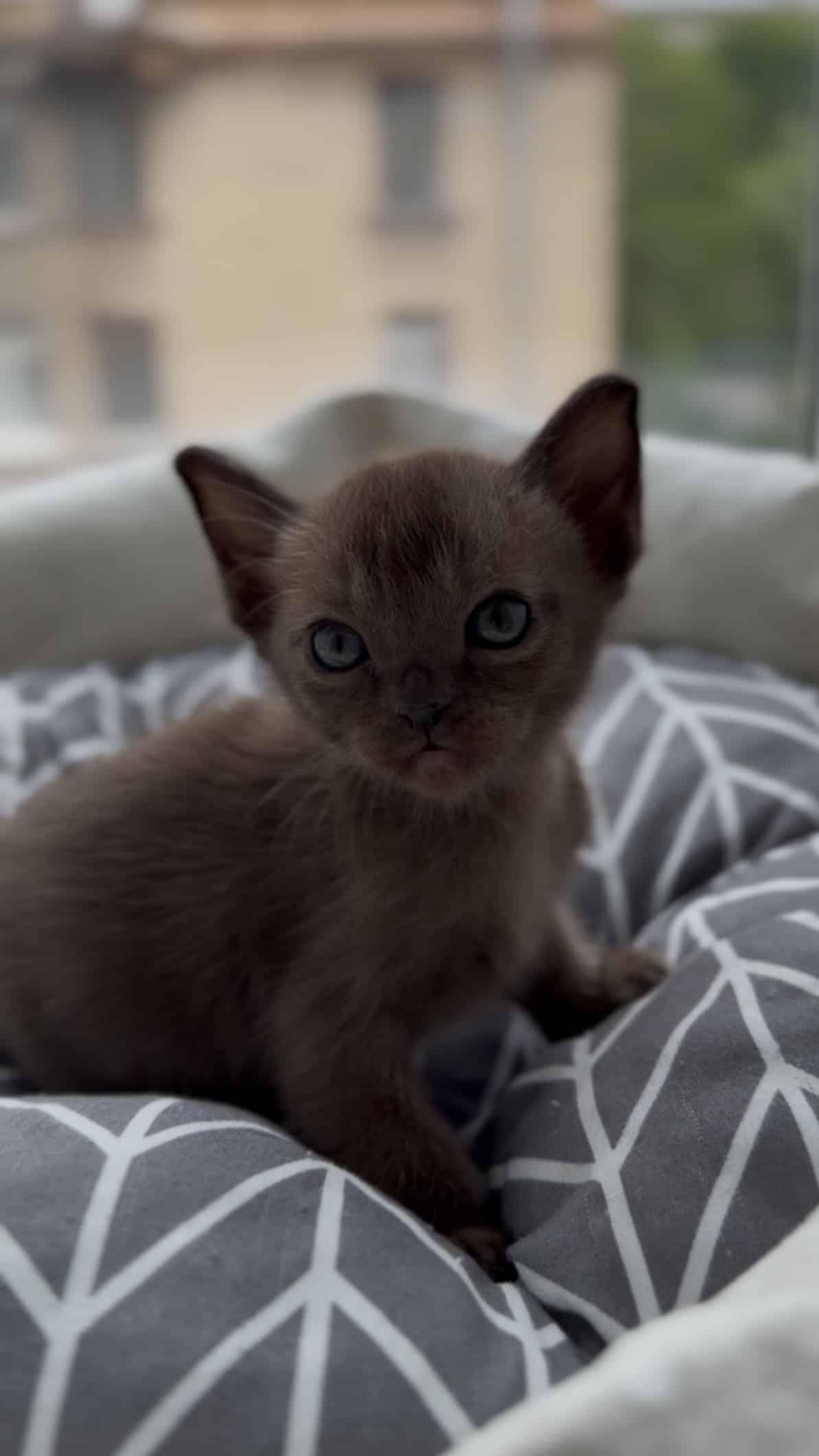 European Burmese kitten is brown in color