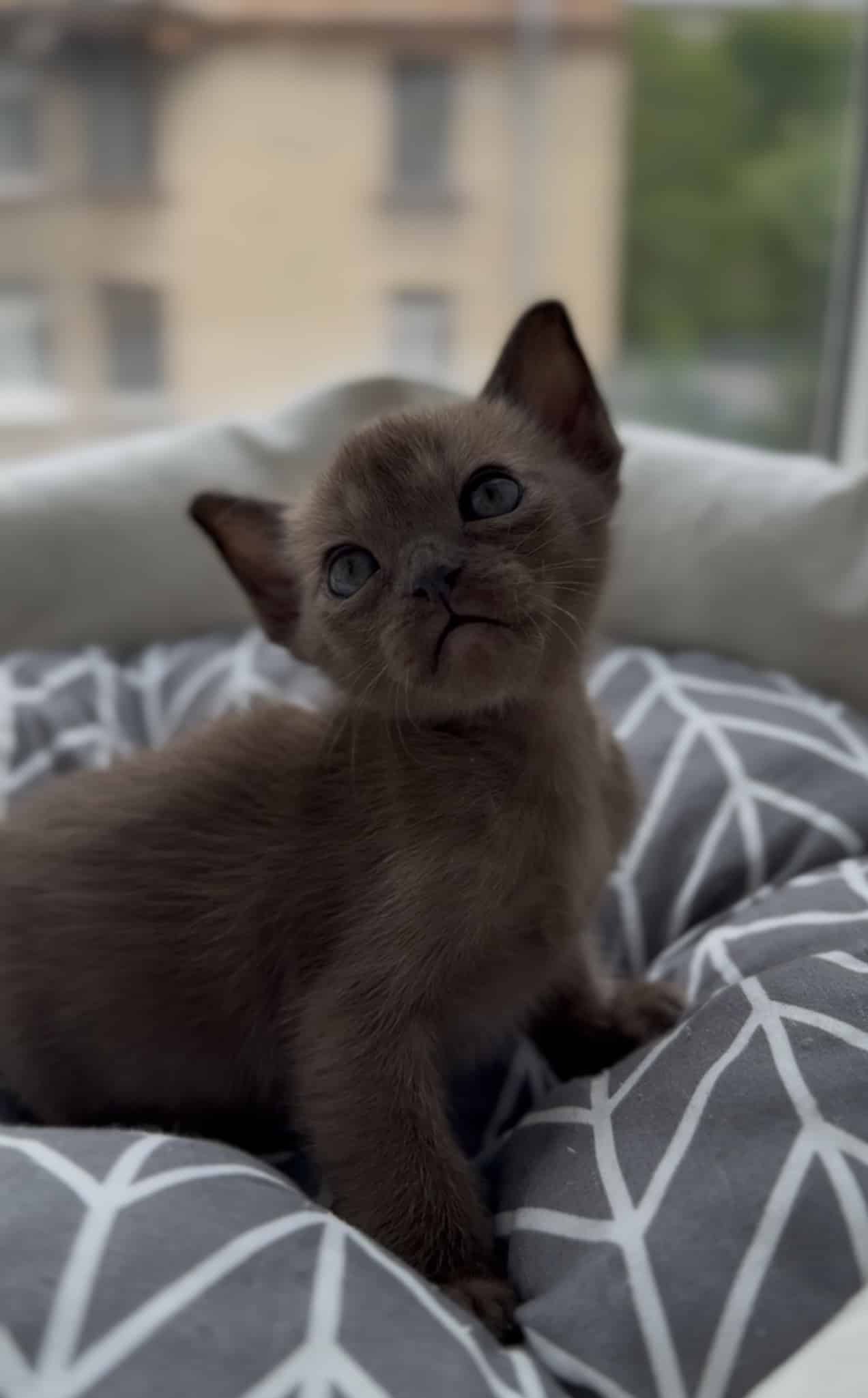 European Burmese kitten is brown in color