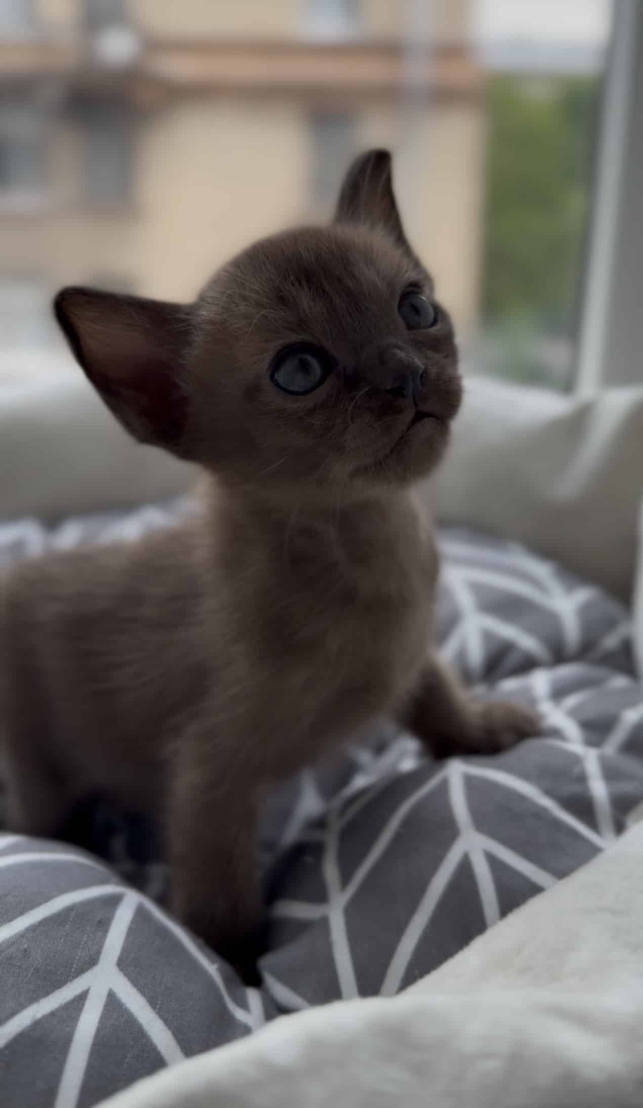 European Burmese kitten is brown in color