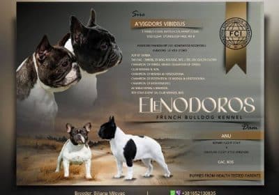 francuski-buldog-01g