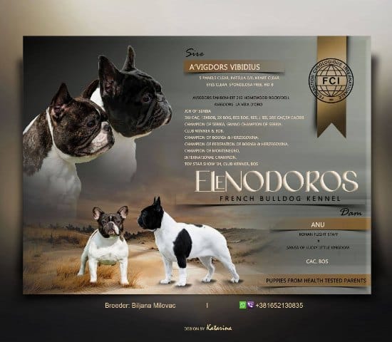 TOP-QUALITY FRENCH BULLDOGS – reservations in progress!