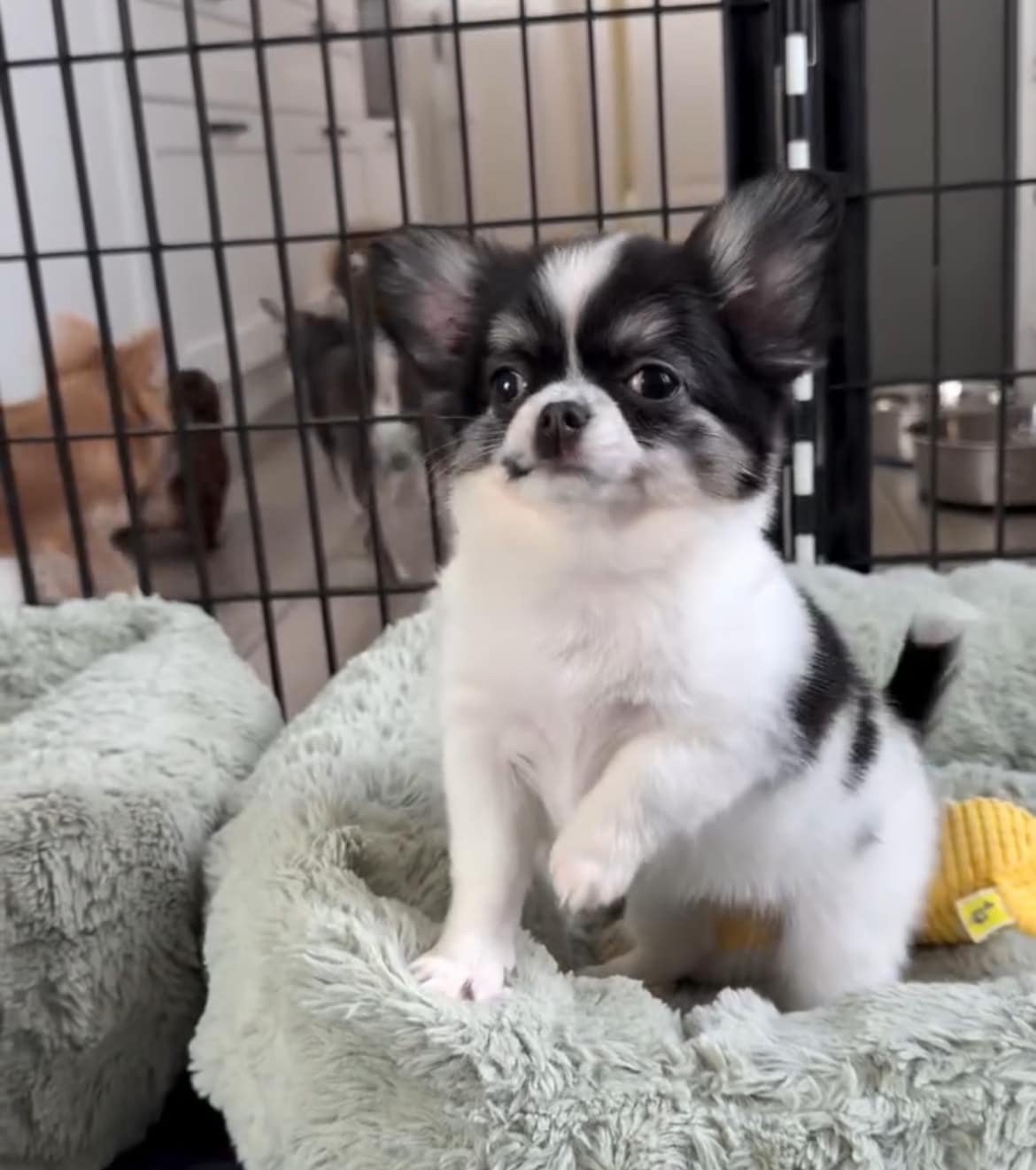 Registered Chihuahua Puppy