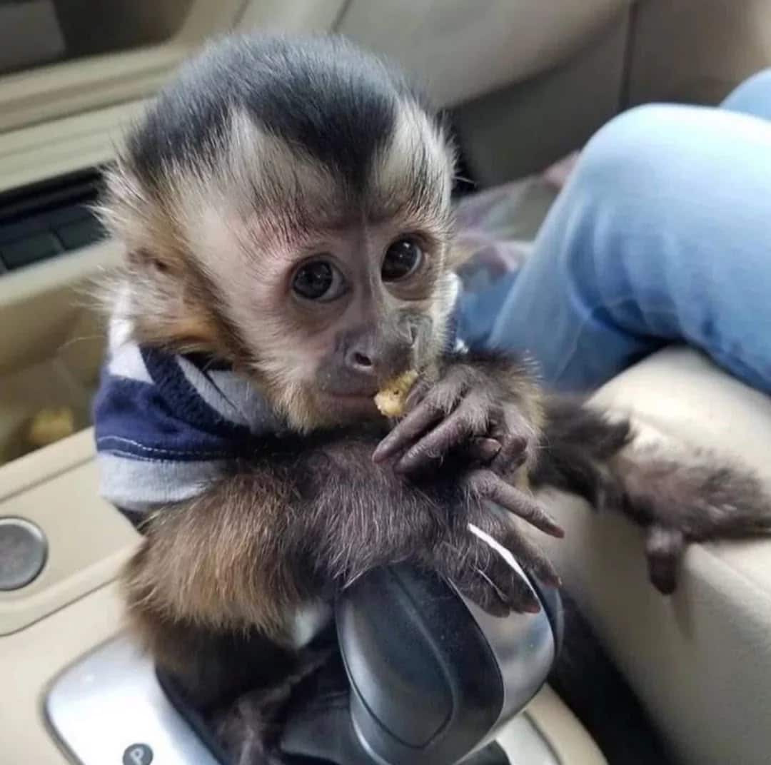 Lovely Vaccinated Capuchin babies Monkey