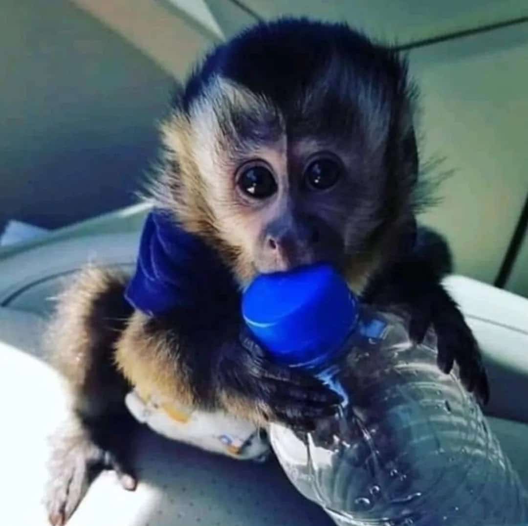 Lovely Vaccinated Capuchin babies Monkey