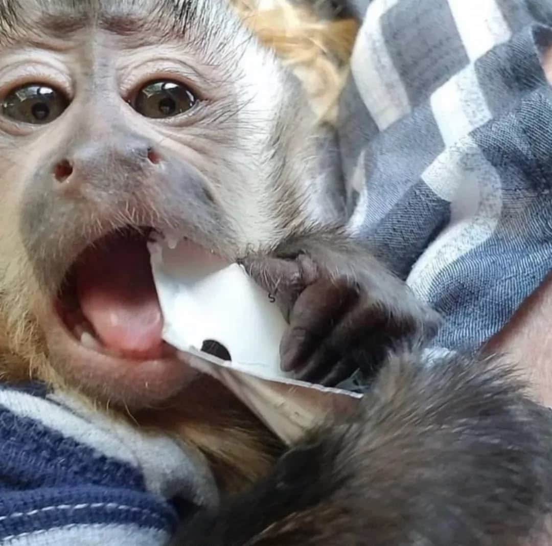Lovely Vaccinated Capuchin babies Monkey
