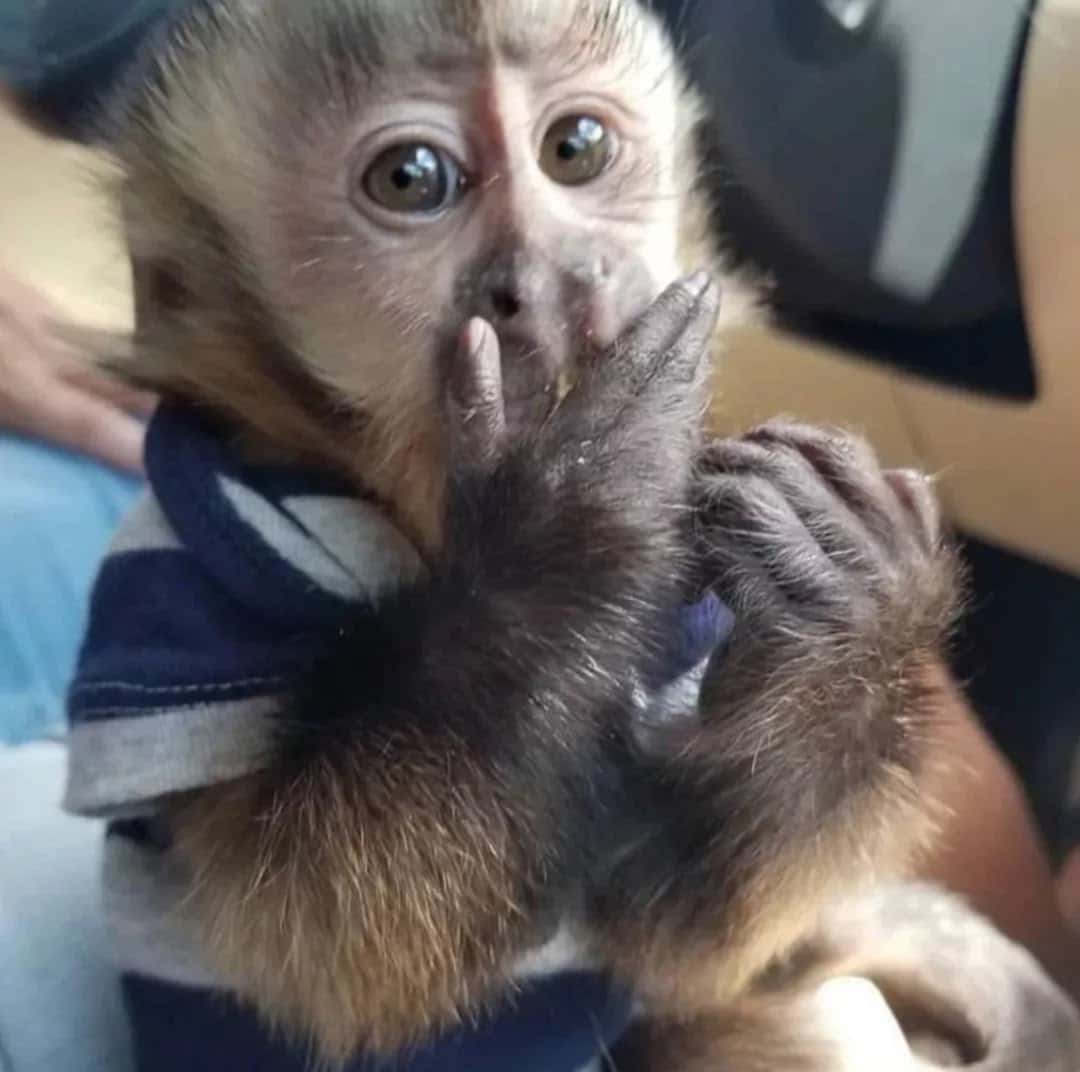 Lovely Vaccinated Capuchin babies Monkey