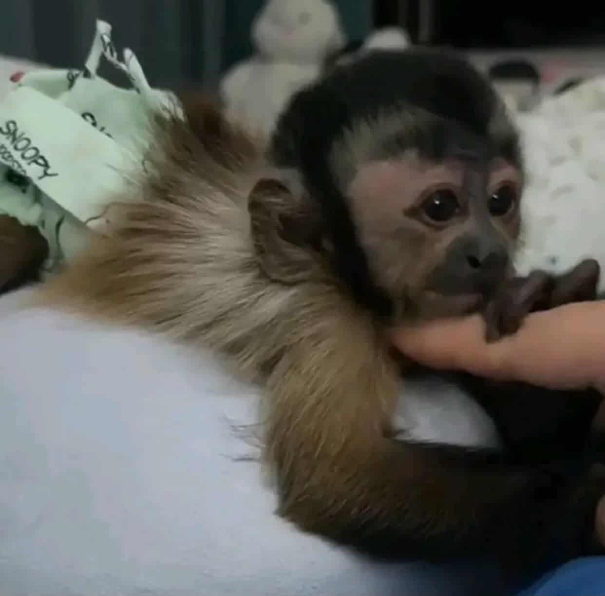 Vaccinated Capuchin babies Monkeys