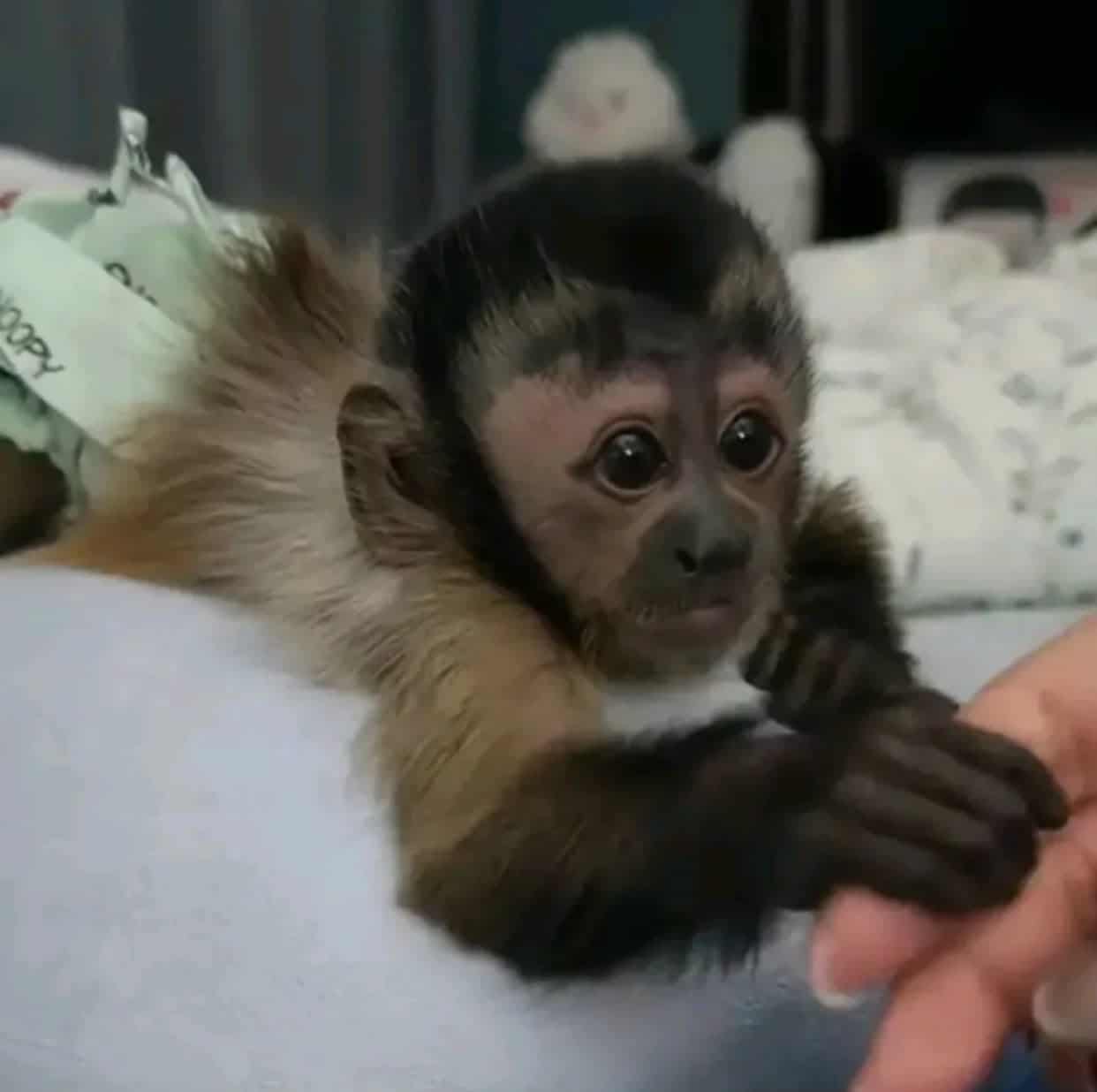 Vaccinated Capuchin babies Monkeys