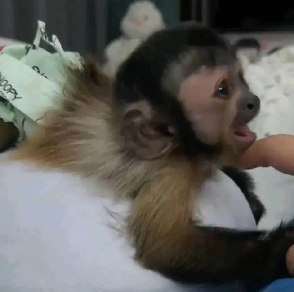Vaccinated Capuchin babies Monkeys