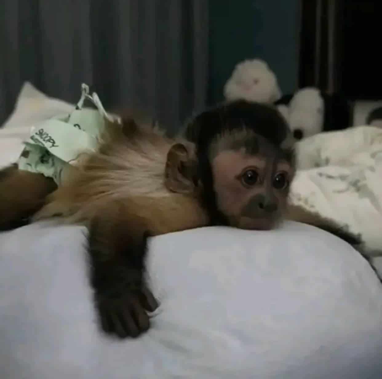 Vaccinated Capuchin babies Monkeys