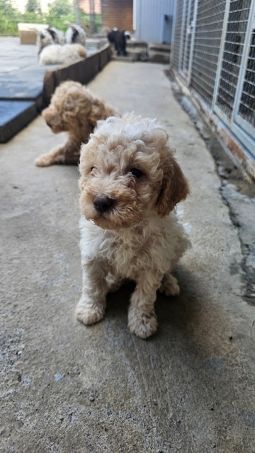 Lagotto Romagnolo, quality puppies