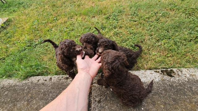 Lagotto Romagnolo, quality puppies