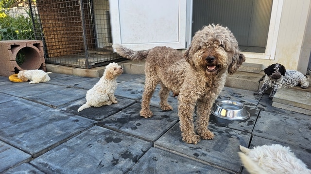 Lagotto Romagnolo, quality puppies
