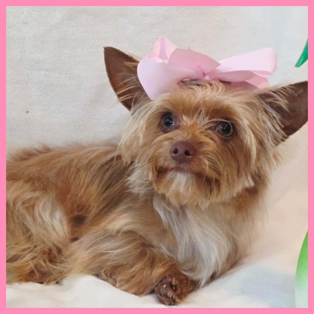 Yorkie Puppy for Sale – Abby
