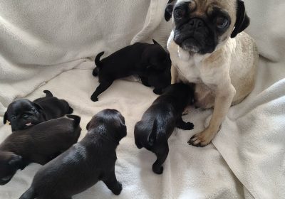 pups