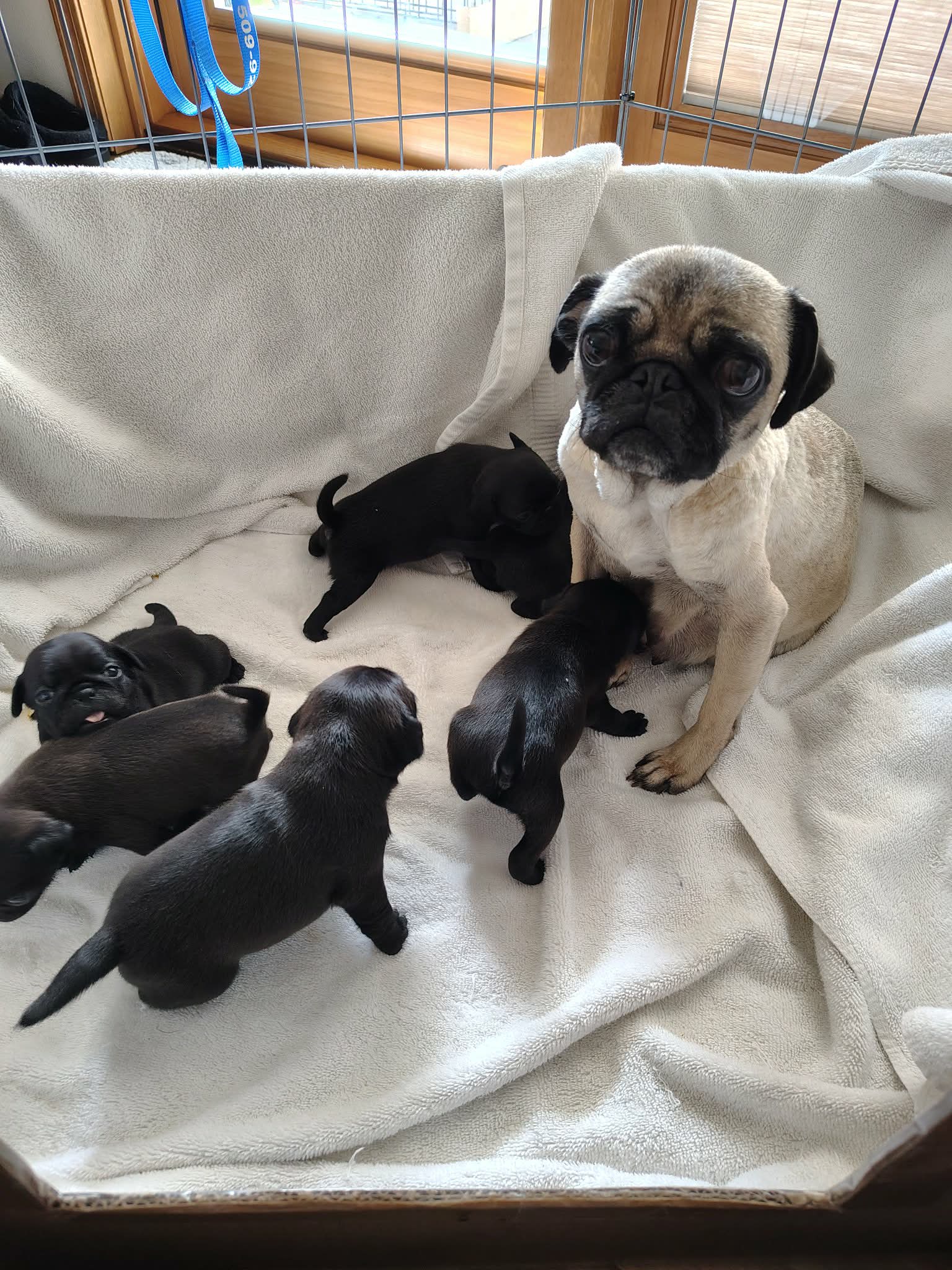 Pug Puppies