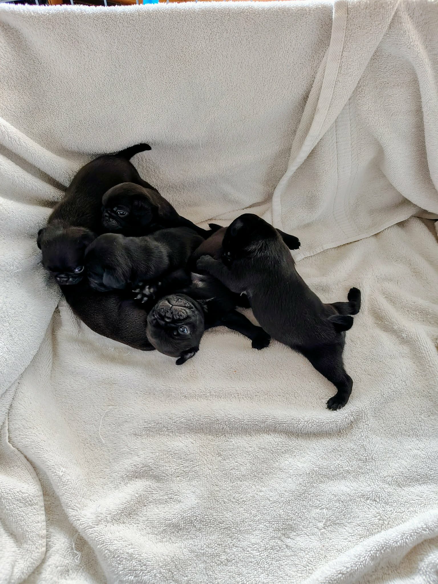 Pug Puppies