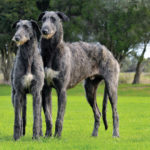 Deerhound dog breed image