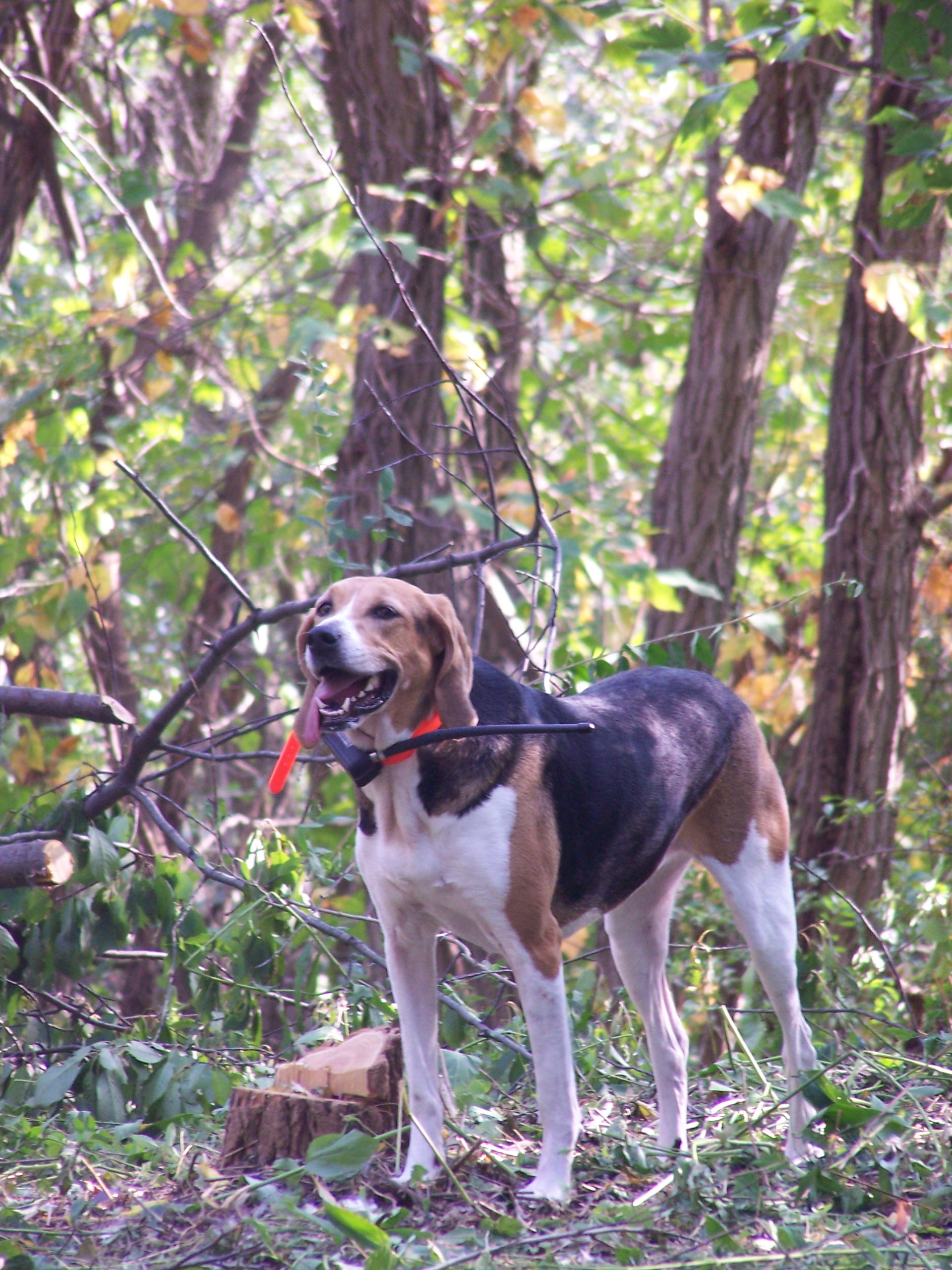 American Foxhound dog breed image