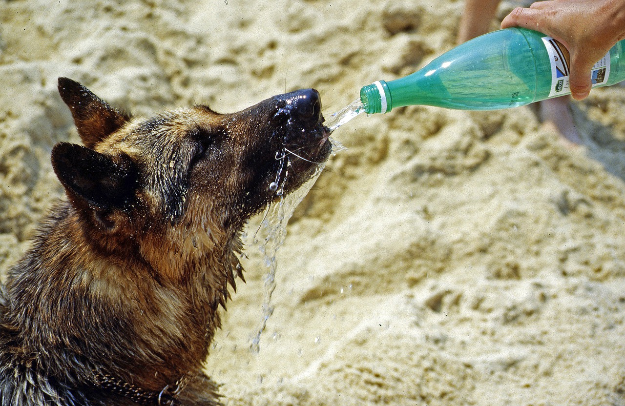 Protect your dog from the heat