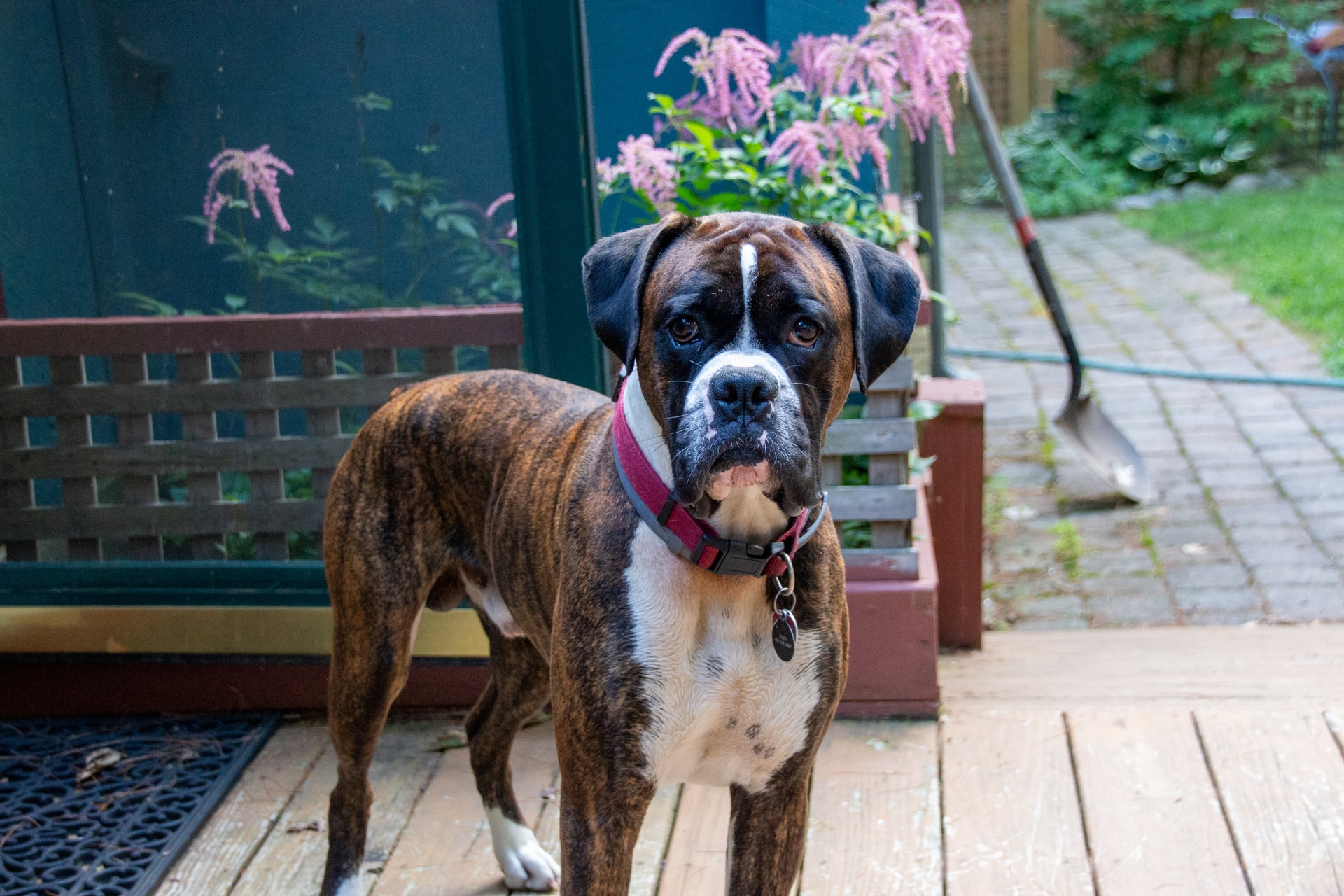 The Boxer Medium Sized Dog Breed