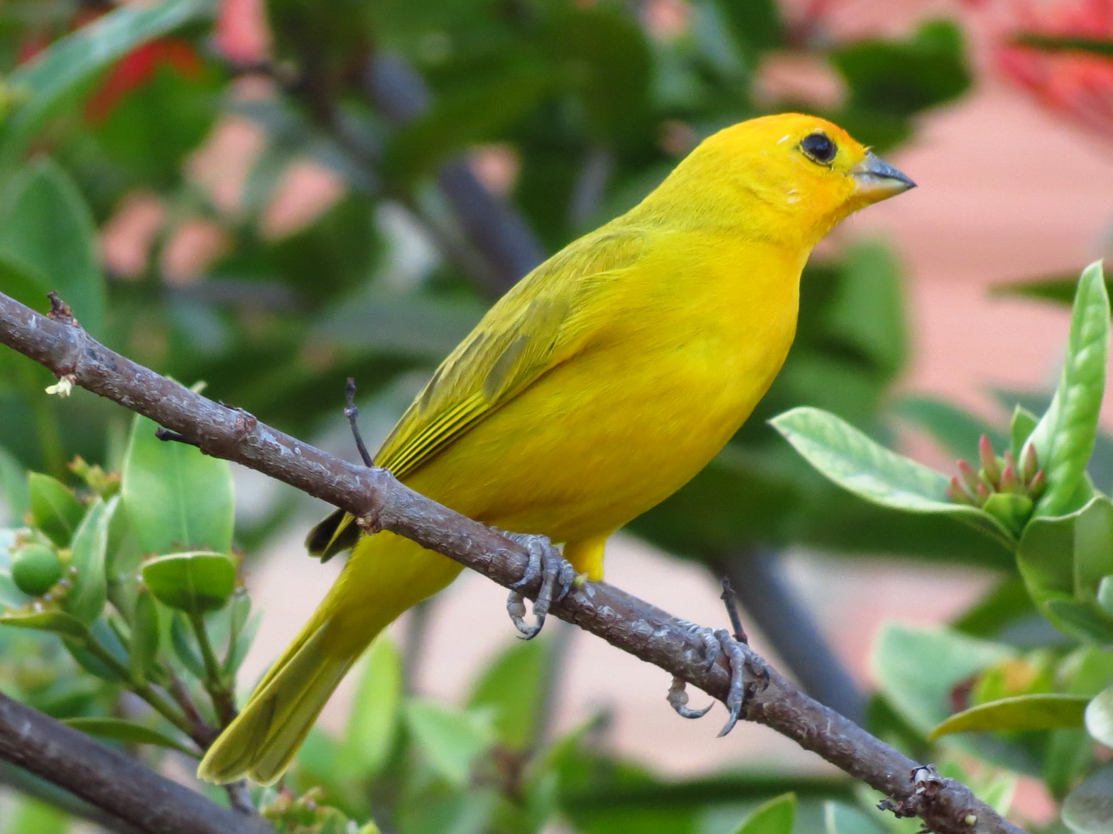 The canary domestic bird