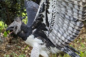 Harpy Eagle with wings