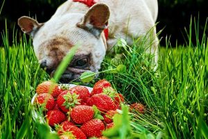 Can dog eat strawberries