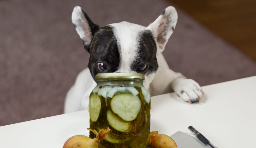 Can dogs eat pickles? Can dogs have pickles? What does it happen?