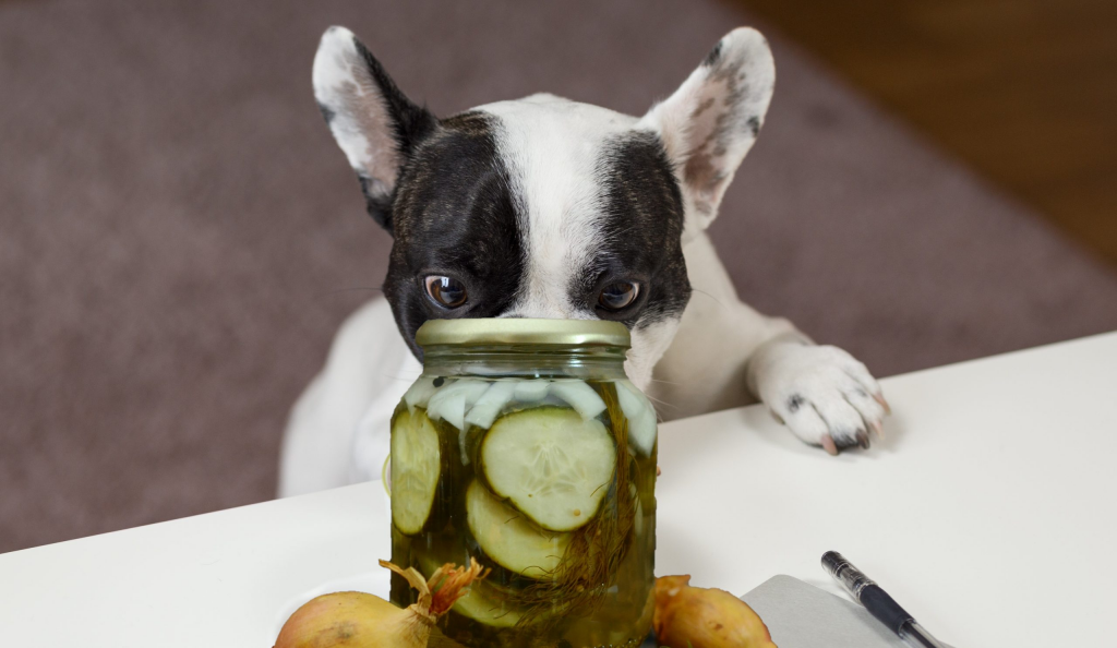 Can dogs eat pickles