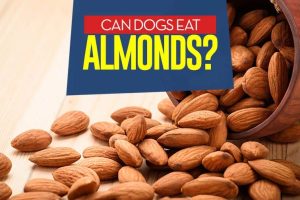can do dogs eat almonds