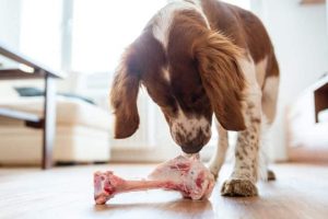 can dog eat lamb bones