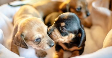 Secrets of Dachshund puppies