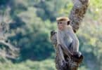 usda licensed monkey breeders list