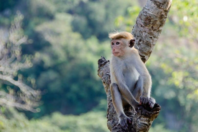 usda licensed monkey breeders list