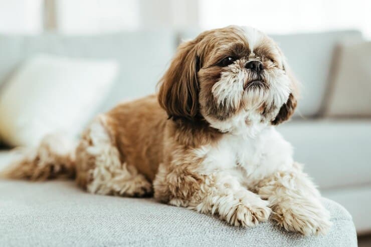 Shih Tzus the worst dog breed