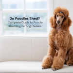 Do Poodles Shed Complete Guide to Poodle Shedding