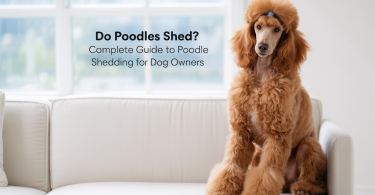 Do Poodles Shed Complete Guide to Poodle Shedding